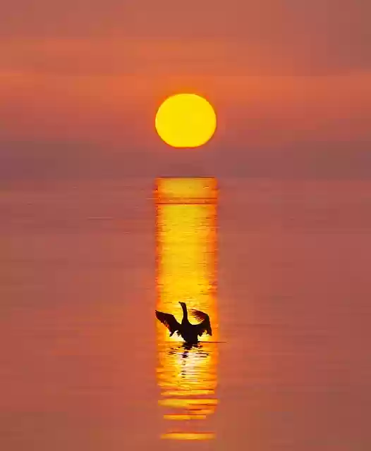 Free download bird swan sunrise dawn river free picture to be edited with GIMP free online image editor
