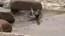 Free download Birds Water Animals -  free video to be edited with OpenShot online video editor