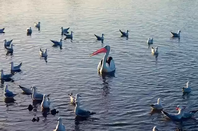 Free download Birds Water Waterfowl -  free photo or picture to be edited with GIMP online image editor