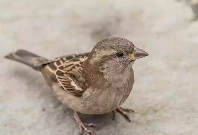 Free download birds wildlife animal nature free picture to be edited with GIMP free online image editor