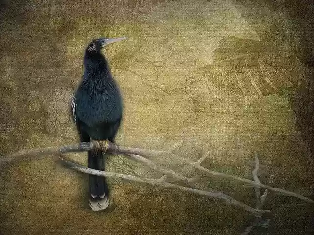 Free download Birds Wildlife Artistry -  free illustration to be edited with GIMP free online image editor