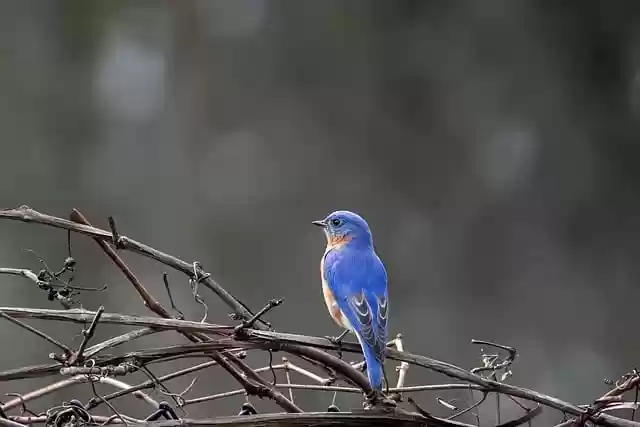 Free download birds wildlife eastern bluebird free picture to be edited with GIMP free online image editor