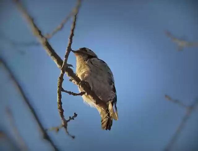 Free download Birds Woodpecker Sky free photo template to be edited with GIMP online image editor