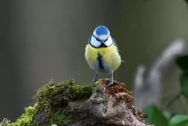 Free download bird tit blue tit plumage beak free picture to be edited with GIMP free online image editor
