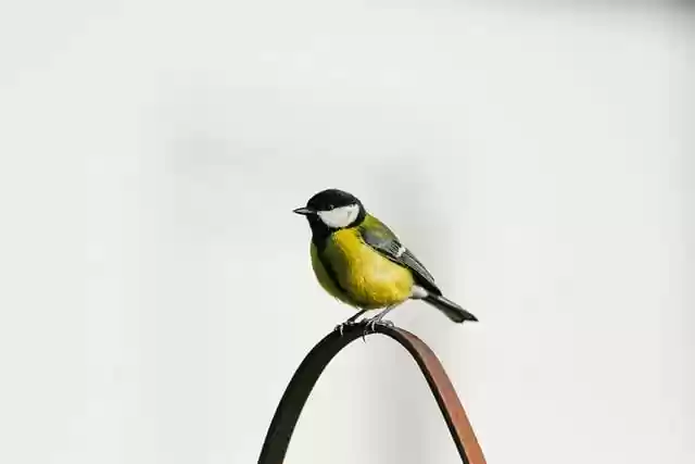 Free download bird tit great tit songbird free picture to be edited with GIMP free online image editor