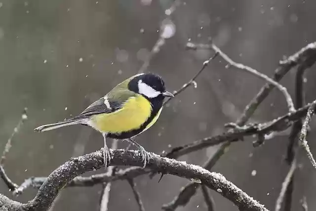Free download bird tit perched falling snow free picture to be edited with GIMP free online image editor