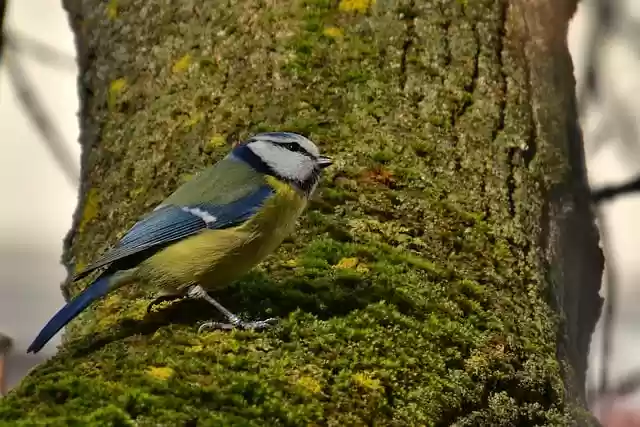 Free download bird tom tit tit titmouse free picture to be edited with GIMP free online image editor