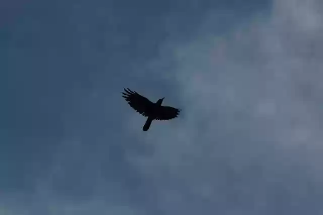 Free download Bird Top Sky -  free photo or picture to be edited with GIMP online image editor