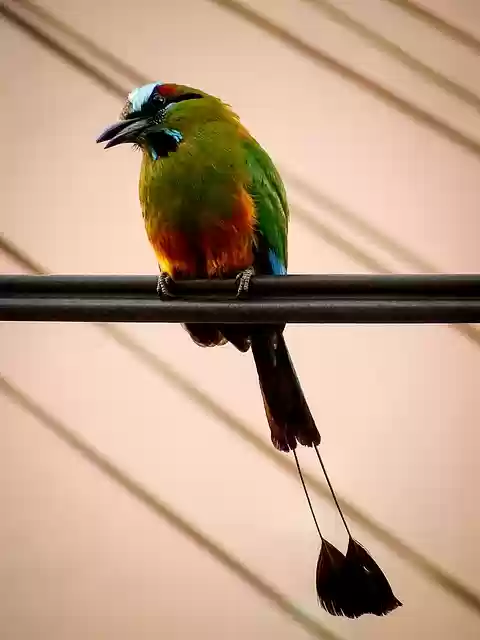 Free download bird torogoz yes guardabarranco free picture to be edited with GIMP free online image editor