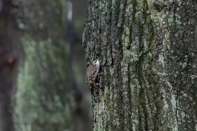 Free download bird treecreeper animal nature free picture to be edited with GIMP free online image editor