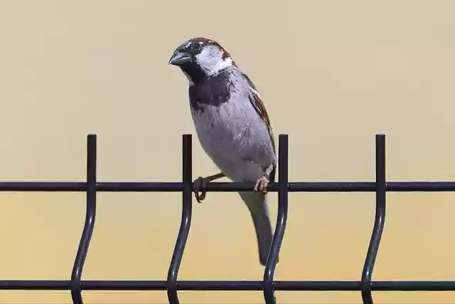 Free download bird true sparrow sparrow plumage free picture to be edited with GIMP free online image editor