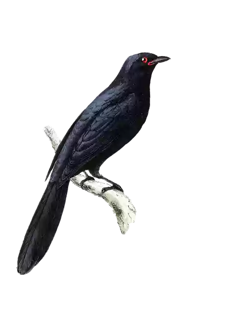 Free download Bird Vintage Painting Art -  free illustration to be edited with GIMP free online image editor