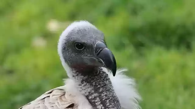 Free download bird vulture ornithology species free picture to be edited with GIMP free online image editor