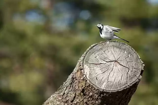 Free download Bird Wagtail Animal -  free photo or picture to be edited with GIMP online image editor
