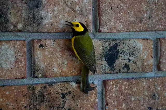 Free download Bird Warbler Nature -  free photo or picture to be edited with GIMP online image editor