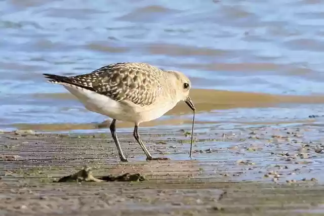 Free download bird waterbird grey plover plover free picture to be edited with GIMP free online image editor