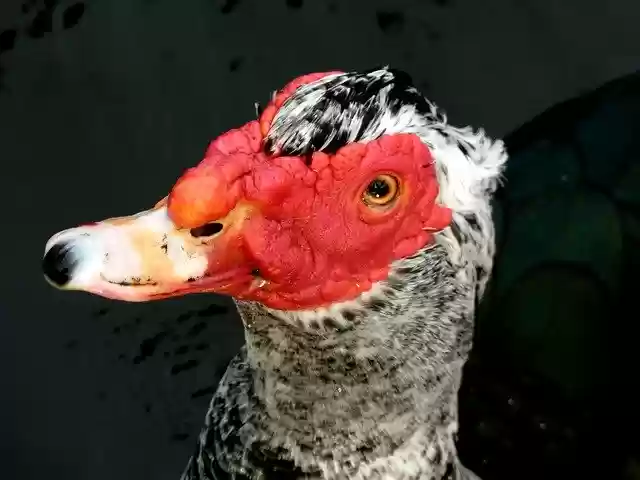 Muat turun percuma Bird Water Muscovy Duck - foto atau gambar percuma untuk diedit dengan editor imej dalam talian GIMP