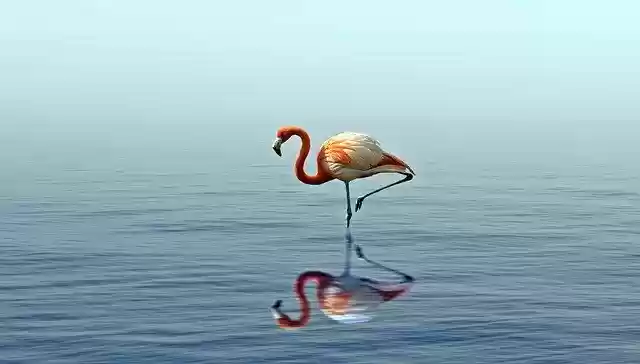 Free download Bird Water Nature free photo template to be edited with GIMP online image editor
