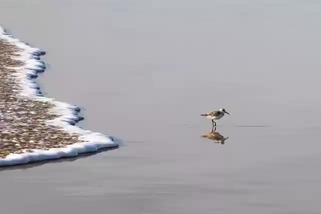 Free download bird wave water nature free picture to be edited with GIMP free online image editor