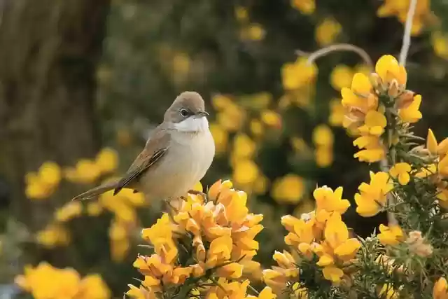 Free download bird whitethroat flowers bloom free picture to be edited with GIMP free online image editor