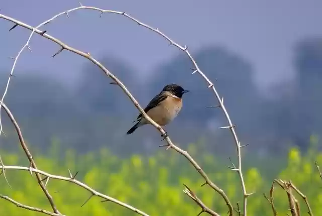 Free download Bird Wildlife Avian Siberian -  free photo or picture to be edited with GIMP online image editor