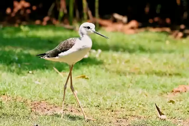 Free download bird wildlife black winged stilt free picture to be edited with GIMP free online image editor
