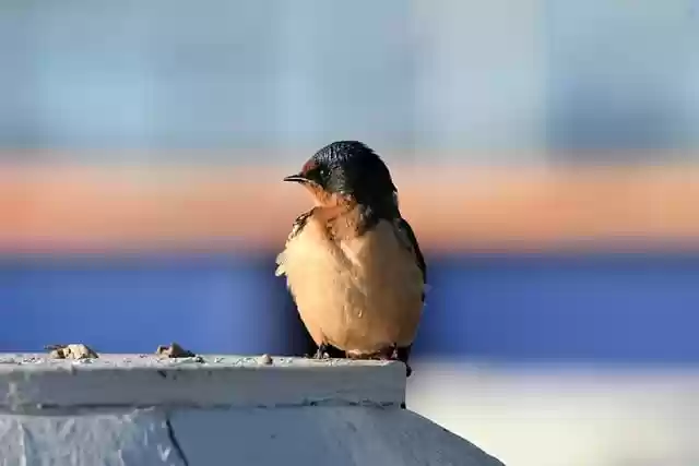 Free download bird wildlife nature birdwatching free picture to be edited with GIMP free online image editor
