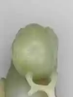 Free download Bird with Peach Spray free photo or picture to be edited with GIMP online image editor