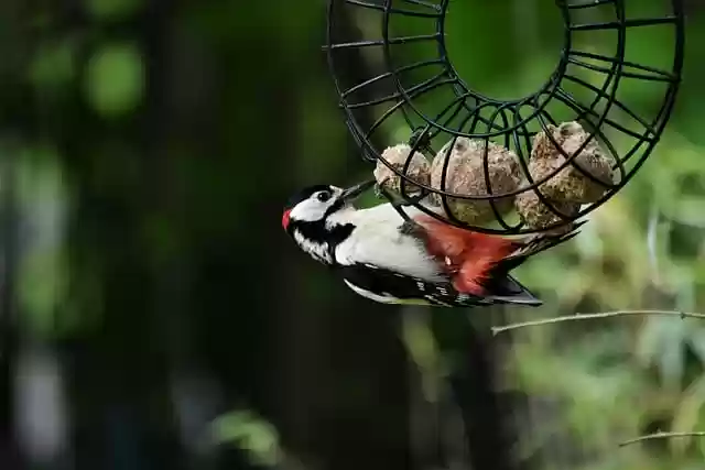 Free download bird woodpecker free picture to be edited with GIMP free online image editor