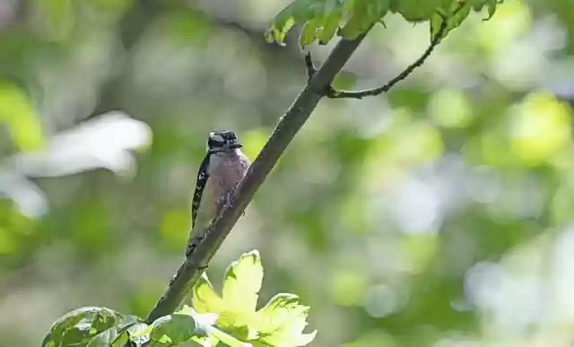 Free download bird woodpecker branch tree nature free picture to be edited with GIMP free online image editor