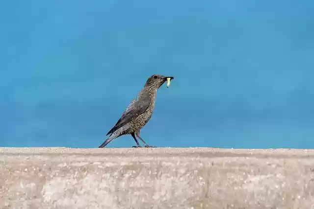 Free download bird worm beak feathers plumage free picture to be edited with GIMP free online image editor