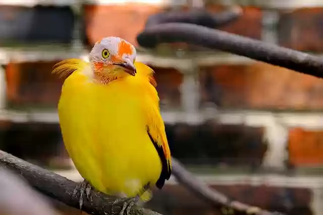 Free download bird yellow bird wildlife animal free picture to be edited with GIMP free online image editor