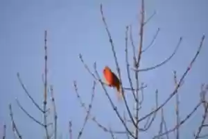 Free download Birthday Cardinal free photo or picture to be edited with GIMP online image editor