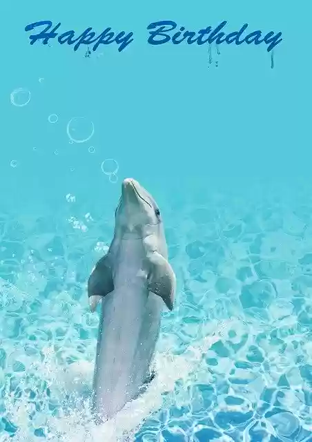 Free download Birthday Dolphin Water -  free illustration to be edited with GIMP free online image editor