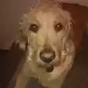 Biscuit Labradoodle  screen for extension Chrome web store in OffiDocs Chromium