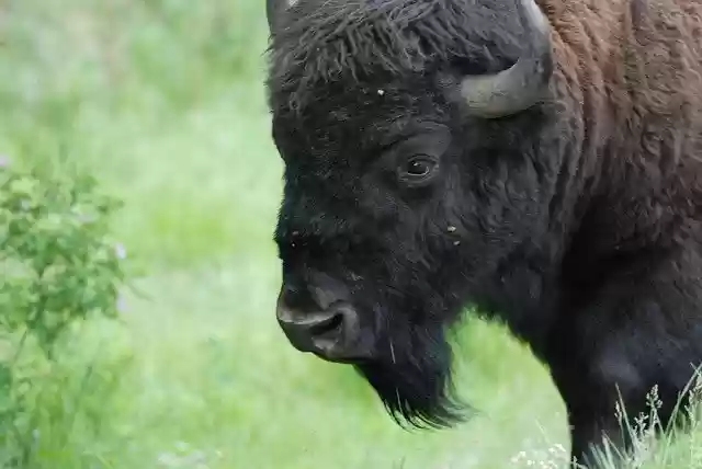 Free download Bison Buffalo Animal -  free photo or picture to be edited with GIMP online image editor