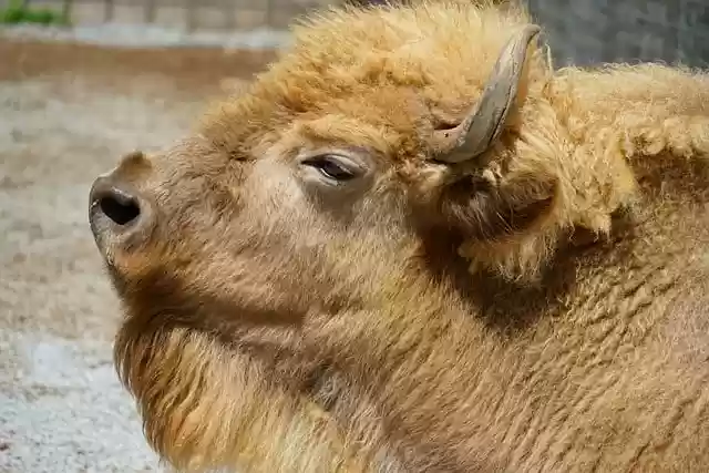 Free download bison buffalo animal mammal free picture to be edited with GIMP free online image editor