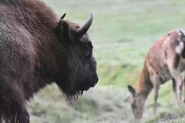 Free download bison zoo animals mammal herd free picture to be edited with GIMP free online image editor