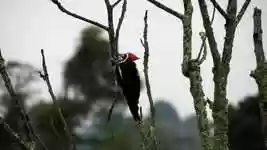 Free download Black And White Ave Bird -  free video to be edited with OpenShot online video editor