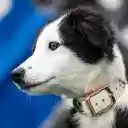 Black and White Dog  screen for extension Chrome web store in OffiDocs Chromium
