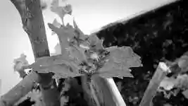 Free download Black And White Insects Ants free video to be edited with OpenShot online video editor