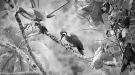 Free download Black And White Landscape Ave -  free video to be edited with OpenShot online video editor