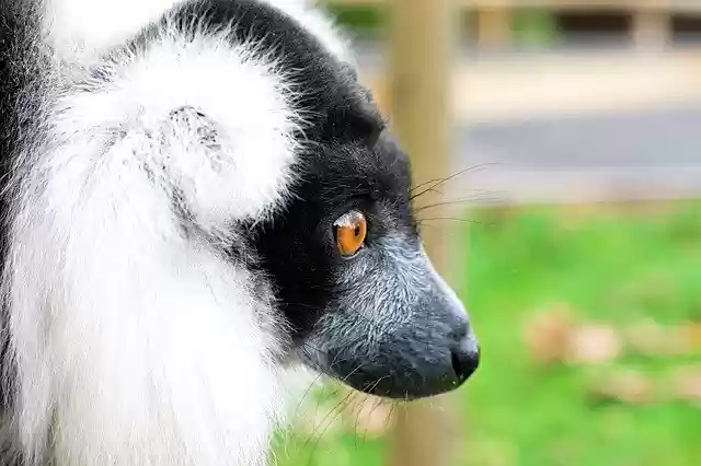 Free download Black And White Ruffed Lemur Face -  free photo or picture to be edited with GIMP online image editor