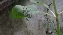 Free download Black And White Spider Hunter -  free video to be edited with OpenShot online video editor