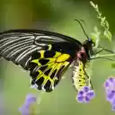 Black and yellow butterfly  screen for extension Chrome web store in OffiDocs Chromium