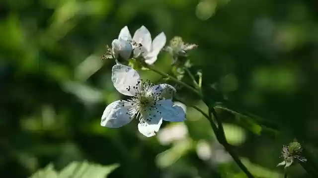 Free download Blackberries Bloom Blossom -  free photo or picture to be edited with GIMP online image editor