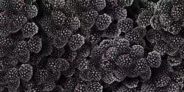 تنزيل مجاني Blackberry Fruit Blackberry - رسم توضيحي مجاني ليتم تحريره باستخدام محرر الصور المجاني عبر الإنترنت GIMP