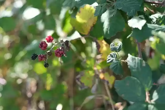 Free download Blackberries Health Vitamins -  free photo or picture to be edited with GIMP online image editor