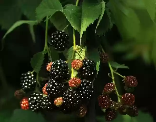 Free download Blackberry Black Vitamins -  free photo or picture to be edited with GIMP online image editor