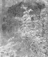 Free download Blackberry Bush free photo or picture to be edited with GIMP online image editor